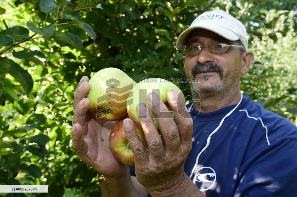 apple harvest, orchard, apples