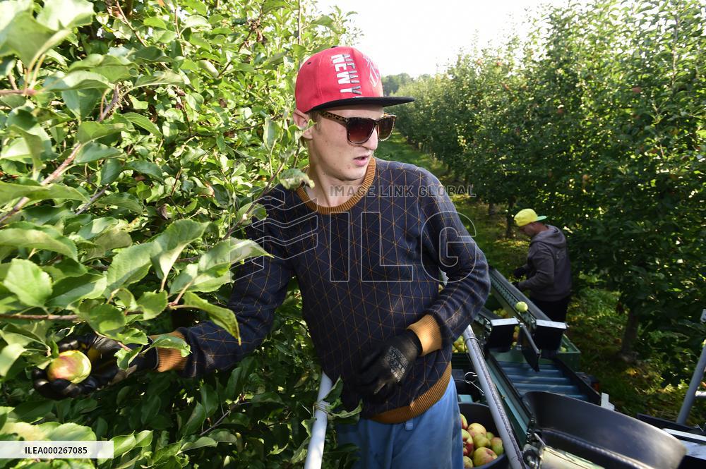 apple harvest, orchard, apples