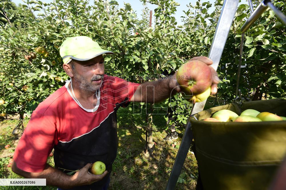 apple harvest, orchard, apples