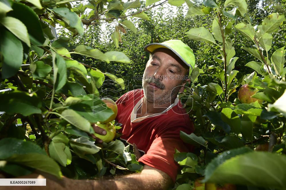apple harvest, orchard, apples