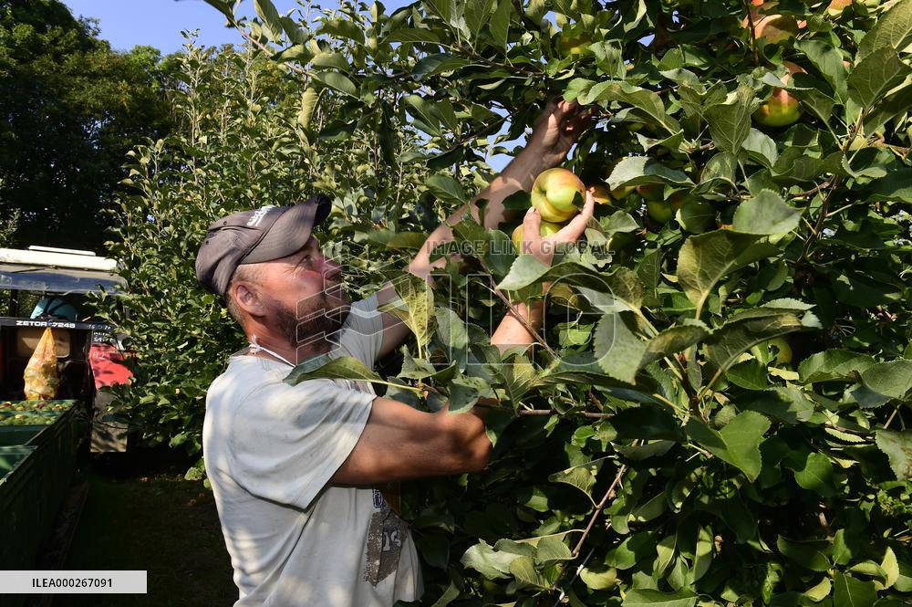 apple harvest, orchard, apples