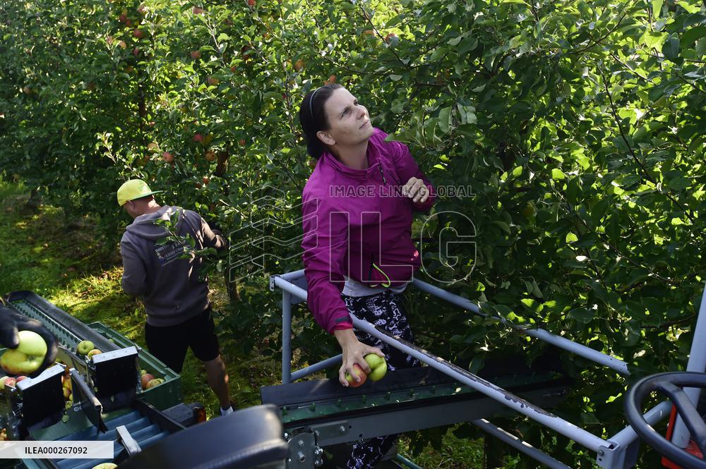 apple harvest, orchard, apples