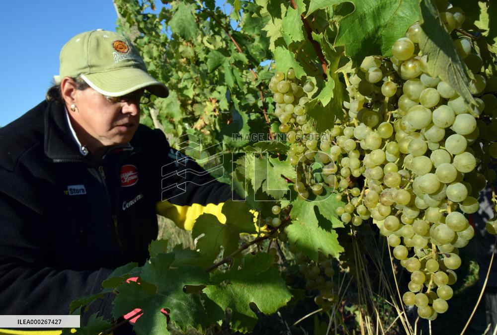 vineyard Barbora, Cepirohy, Czech winery Chramce , harvest of wine grapes