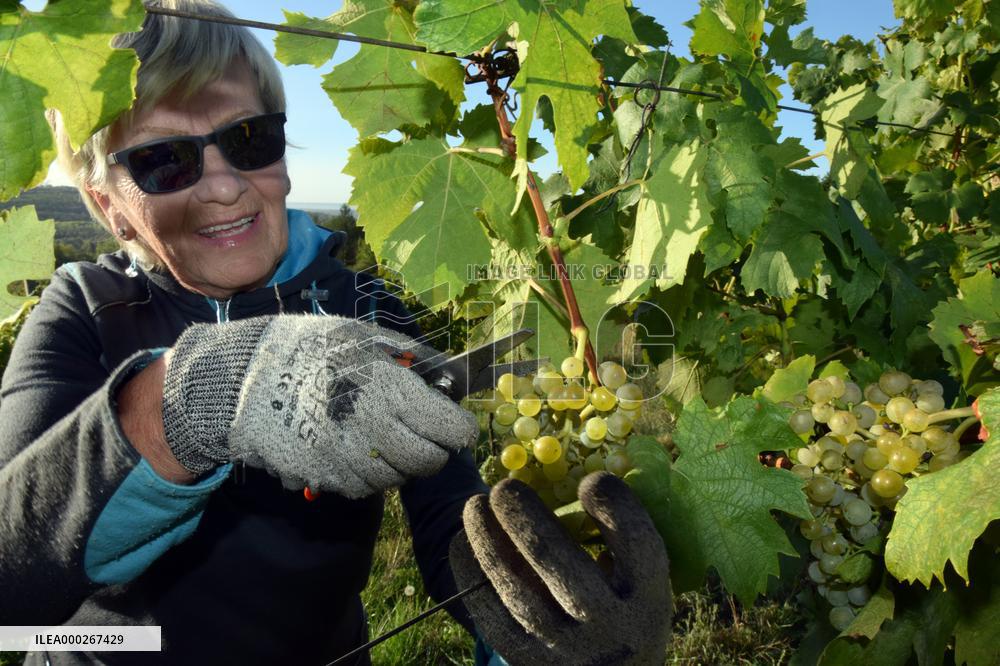 vineyard Barbora, Cepirohy, Czech winery Chramce , harvest of wine grapes