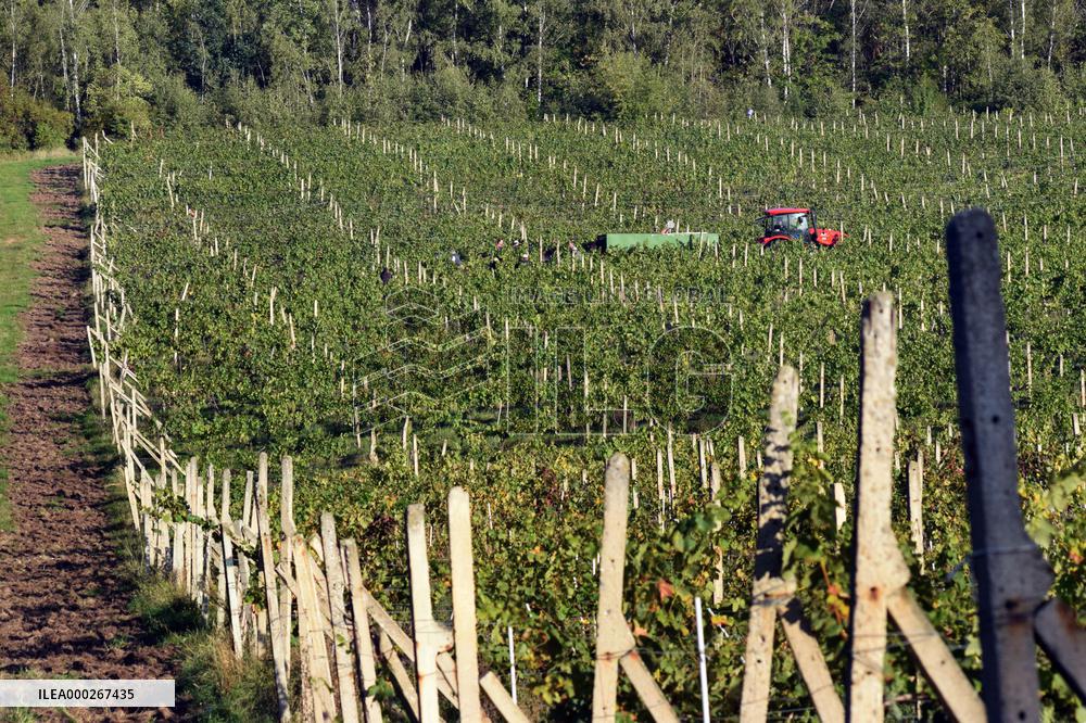 vineyard Barbora, Cepirohy, Czech winery Chramce , harvest of wine grapes