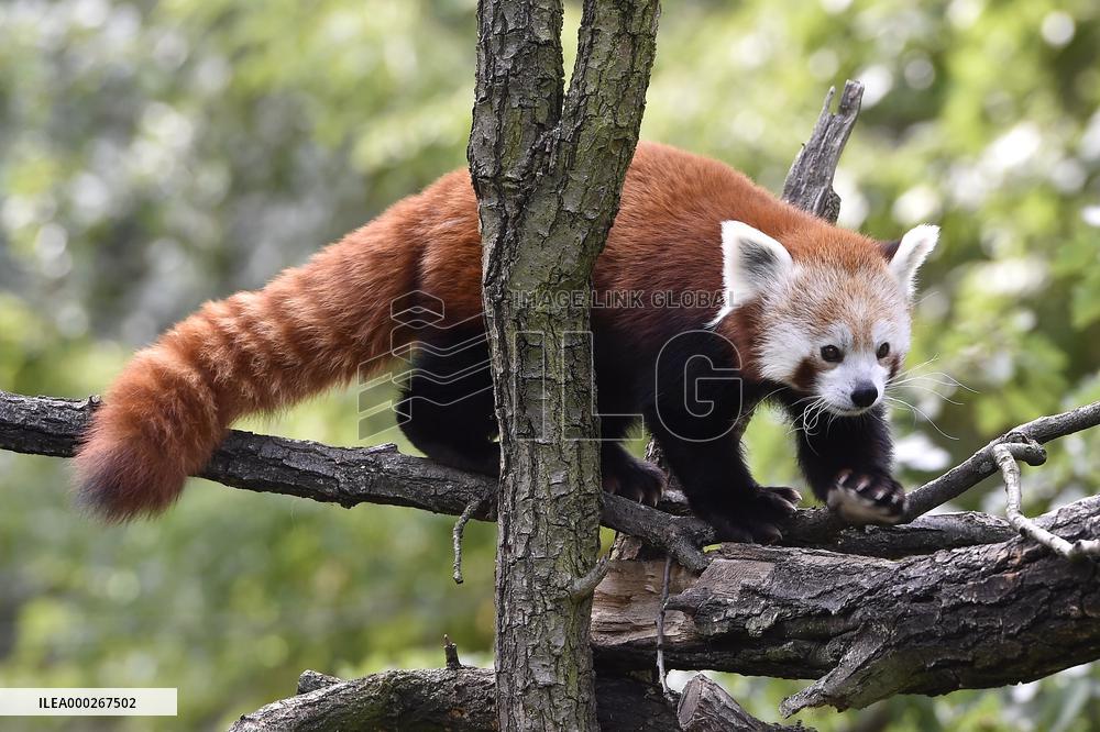 RED PANDA (AILURUS FULGENS)