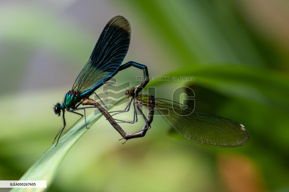 banded demoiselle (Calopteryx splendens), reproduction