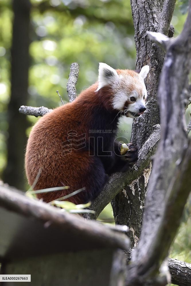 RED PANDA (AILURUS FULGENS)