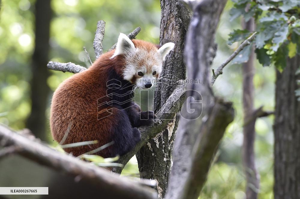 RED PANDA (AILURUS FULGENS)