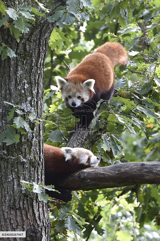 RED PANDA (AILURUS FULGENS)