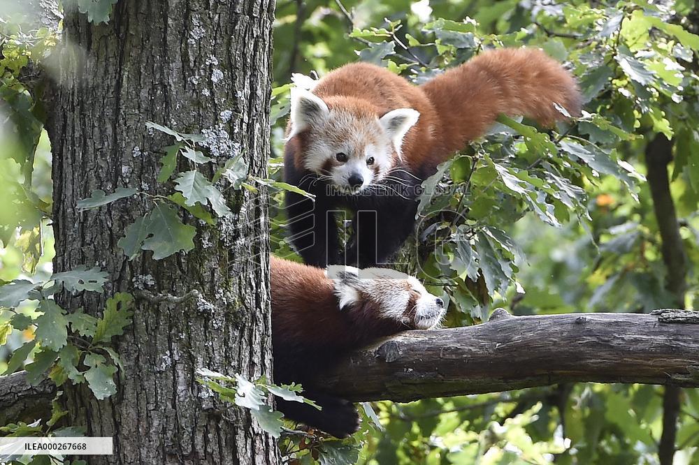 RED PANDA (AILURUS FULGENS)