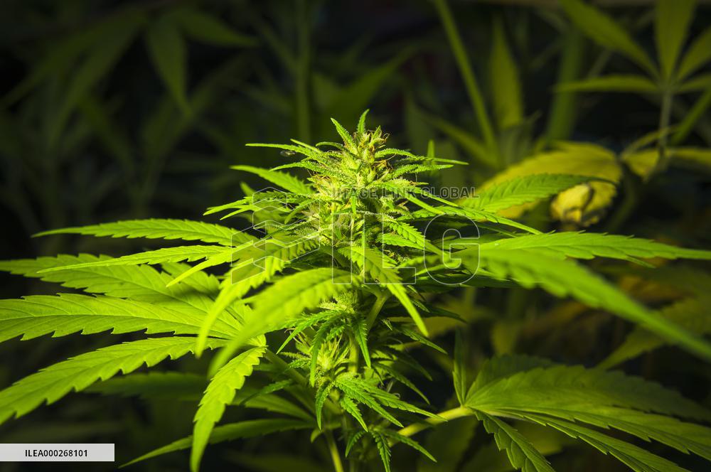 Cannabis sativa, indica, marihuana, hemp, ganja, plant