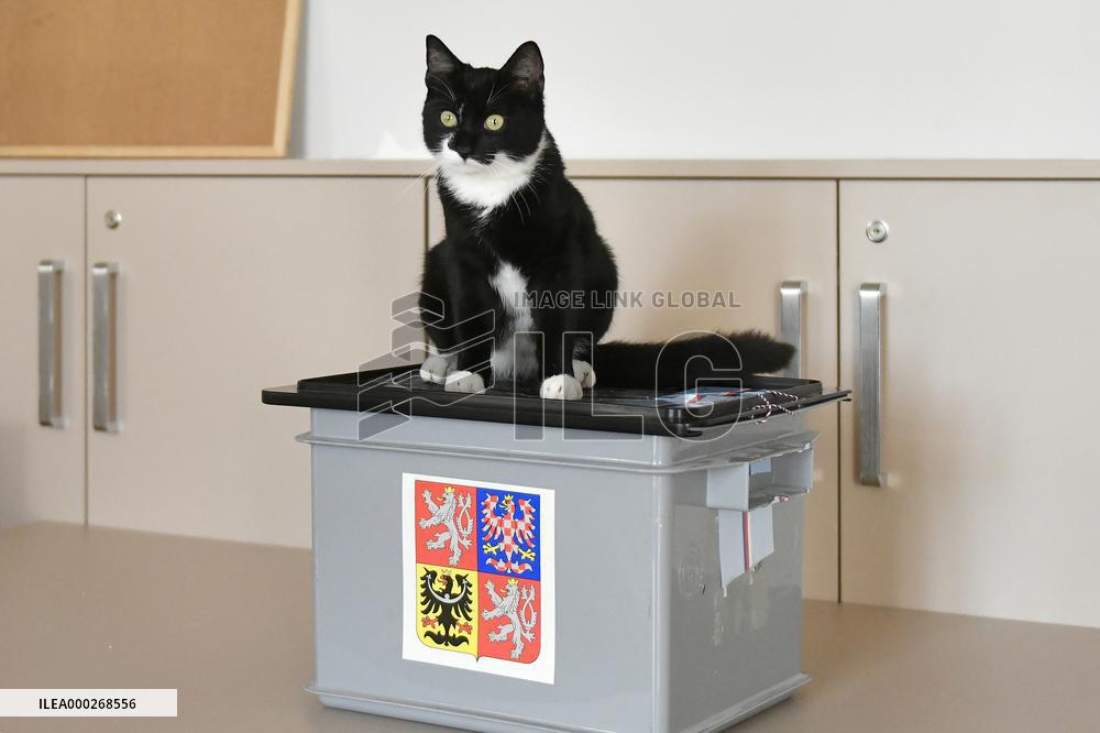 Czech regional and Senate elections, cat, nursing home for elderly people, Janovice nad Uhlavou