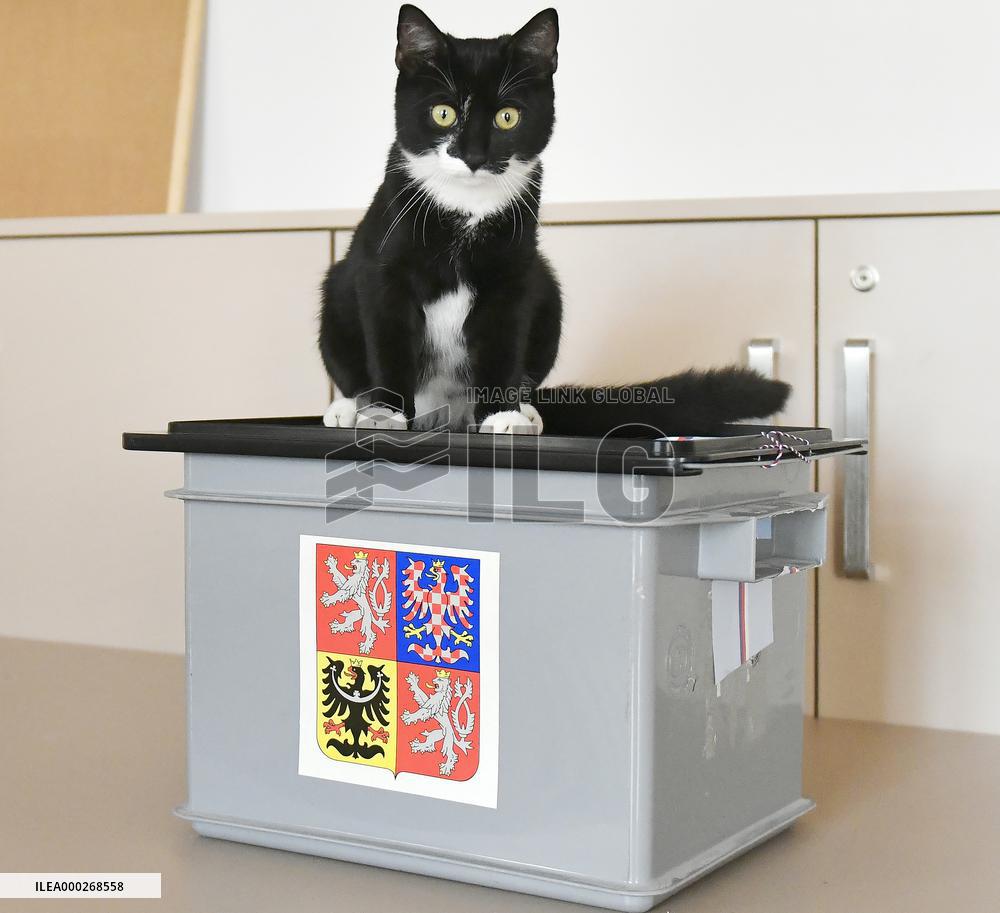 Czech regional and Senate elections, cat, nursing home for elderly people, Janovice nad Uhlavou