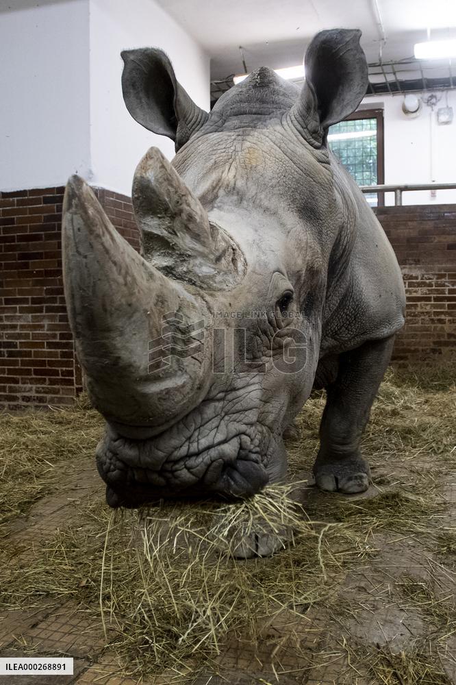 Southern white rhinoceros bull Kusini, Ceratotherium simum simum