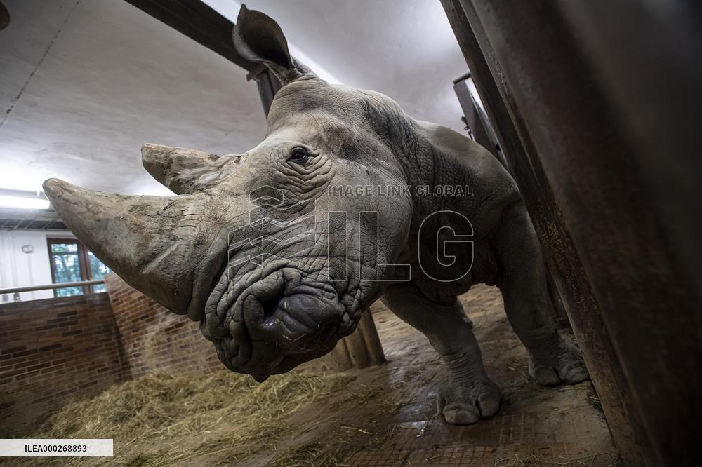 Southern white rhinoceros bull Kusini, Ceratotherium simum simum