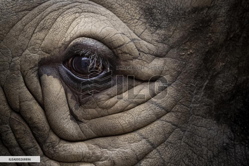 Southern white rhinoceros bull Kusini, Ceratotherium simum simum