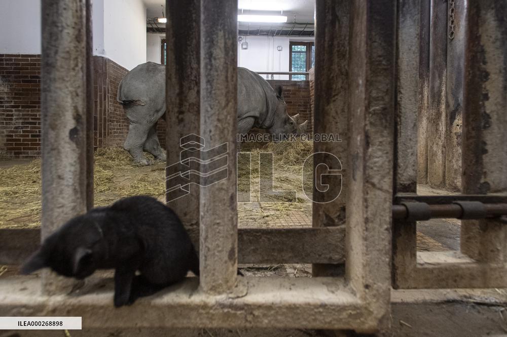 Southern white rhinoceros bull Kusini, Ceratotherium simum simum