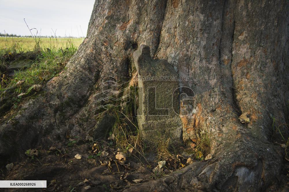 stone overgrown in tree