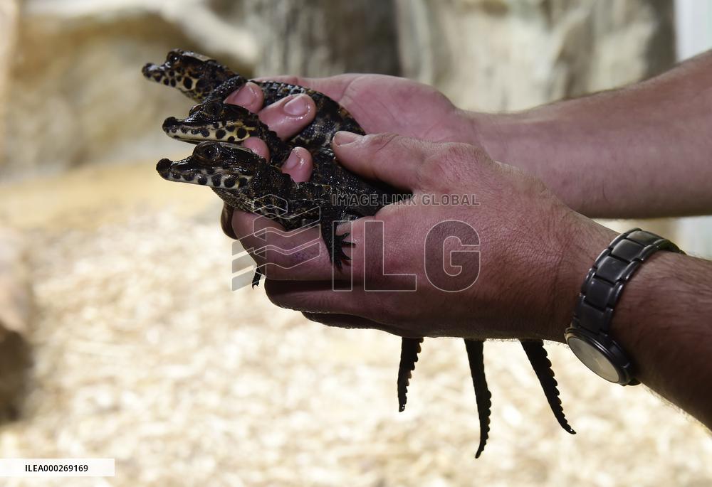 dwarf crocodile (Osteolaemus tetraspis), crocodiles, hatchling, hatchlings