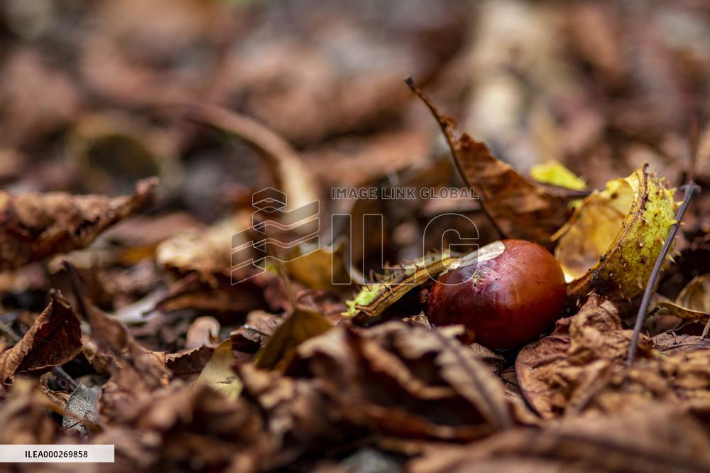 chestnut,fruits, fallen leaves