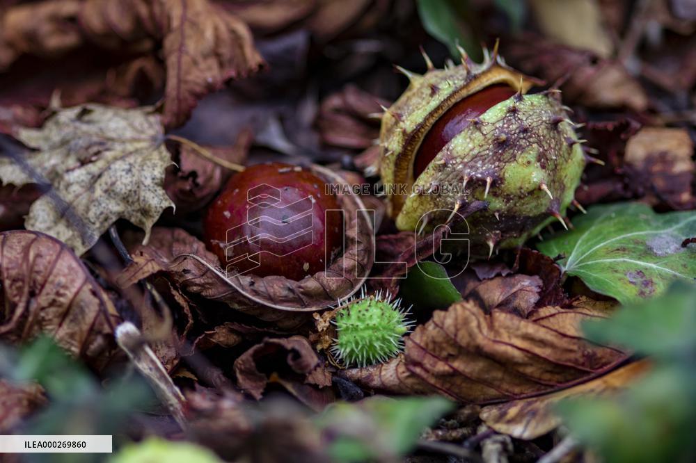chestnut,fruits, fallen leaves