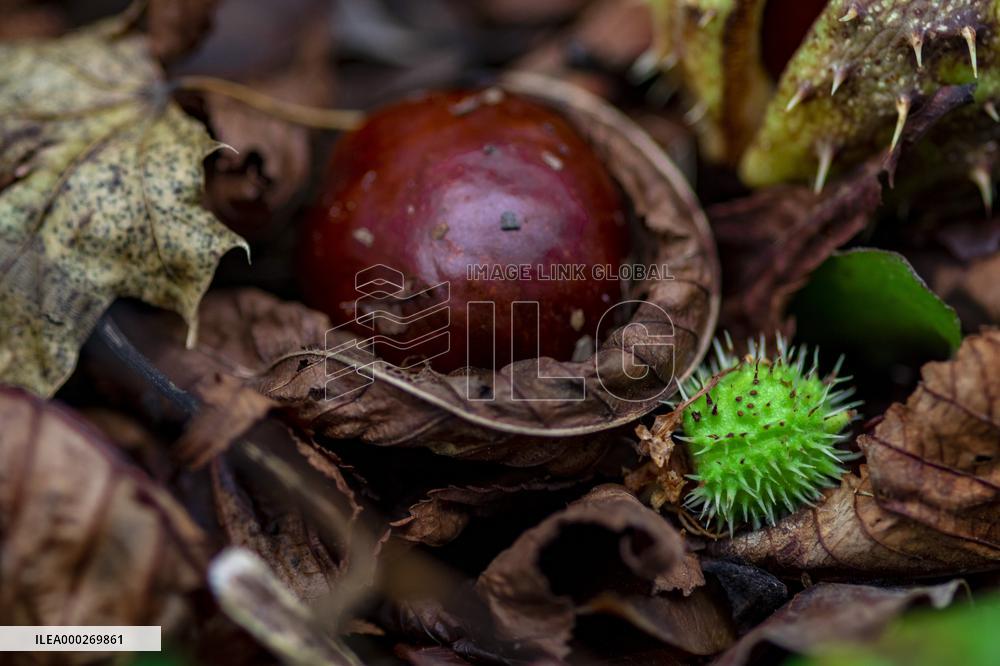 chestnut,fruits, fallen leaves