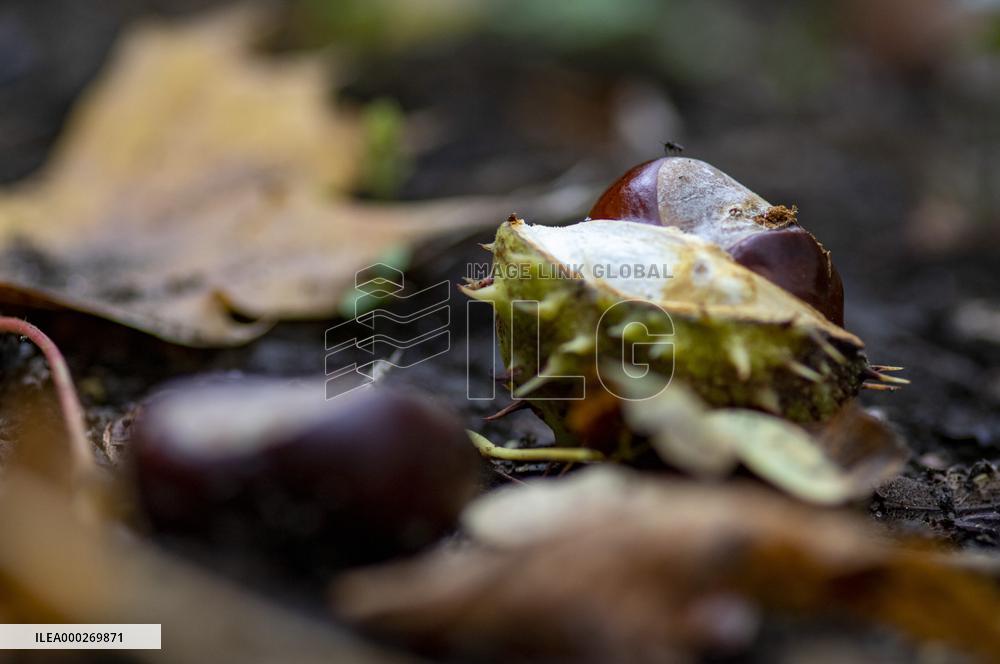 chestnut,fruits, fallen leaves