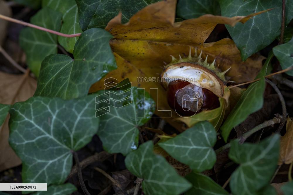 chestnut,fruits, fallen leaves, ivy