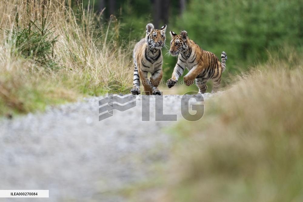 Siberian tiger (Panthera tigris altaica), young, cub