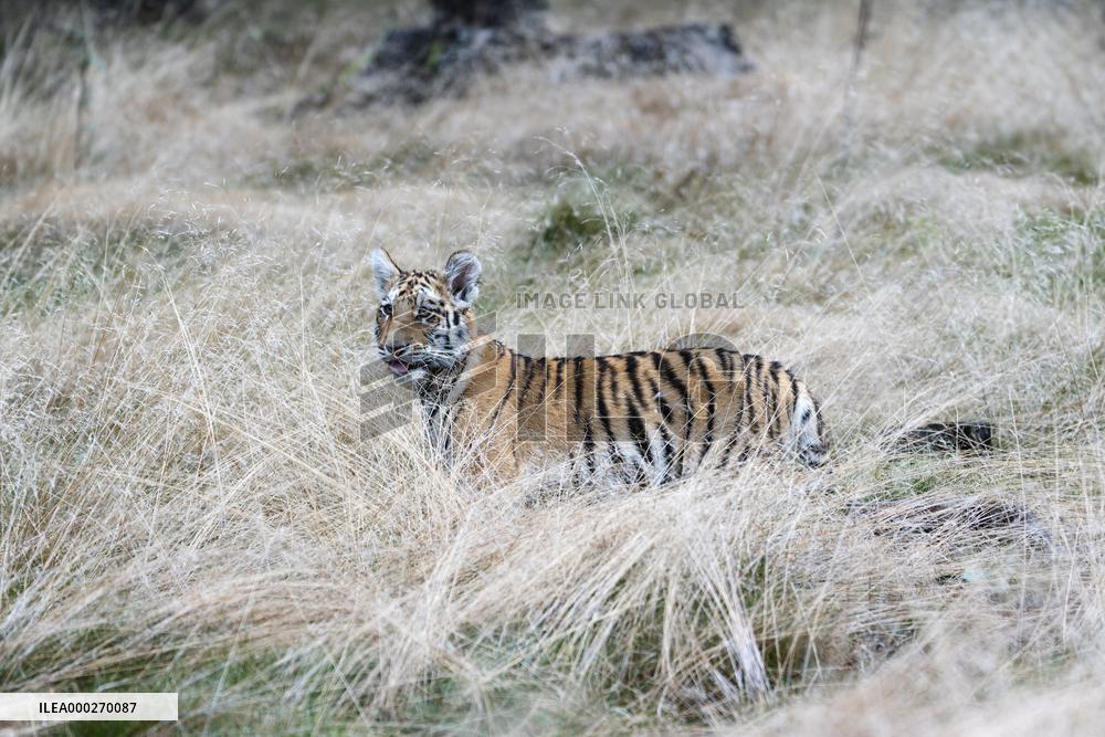 Siberian tiger (Panthera tigris altaica), young, cub