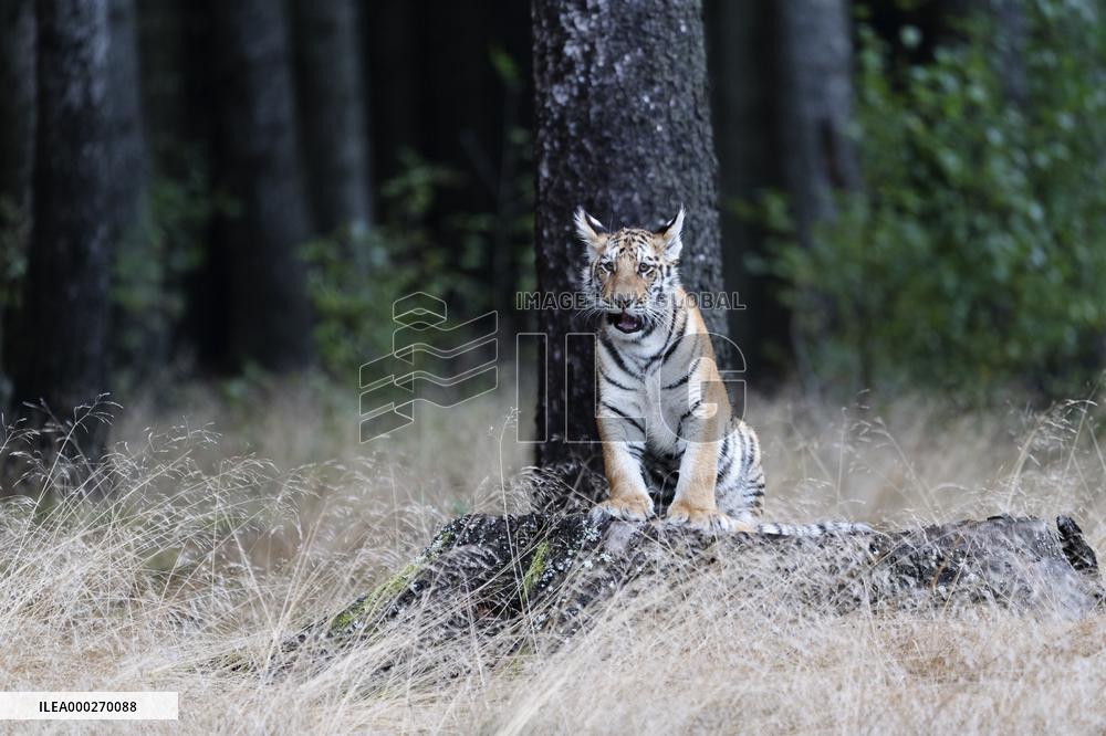 Siberian tiger (Panthera tigris altaica), young, cub