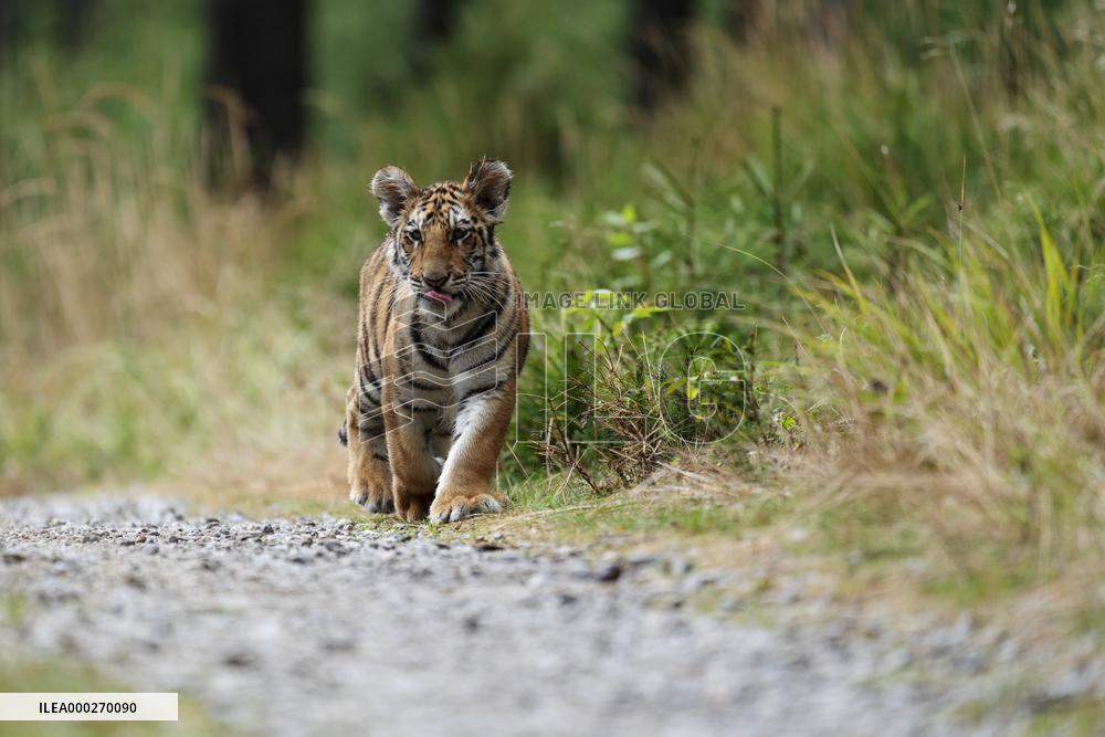 Siberian tiger (Panthera tigris altaica), young, cub