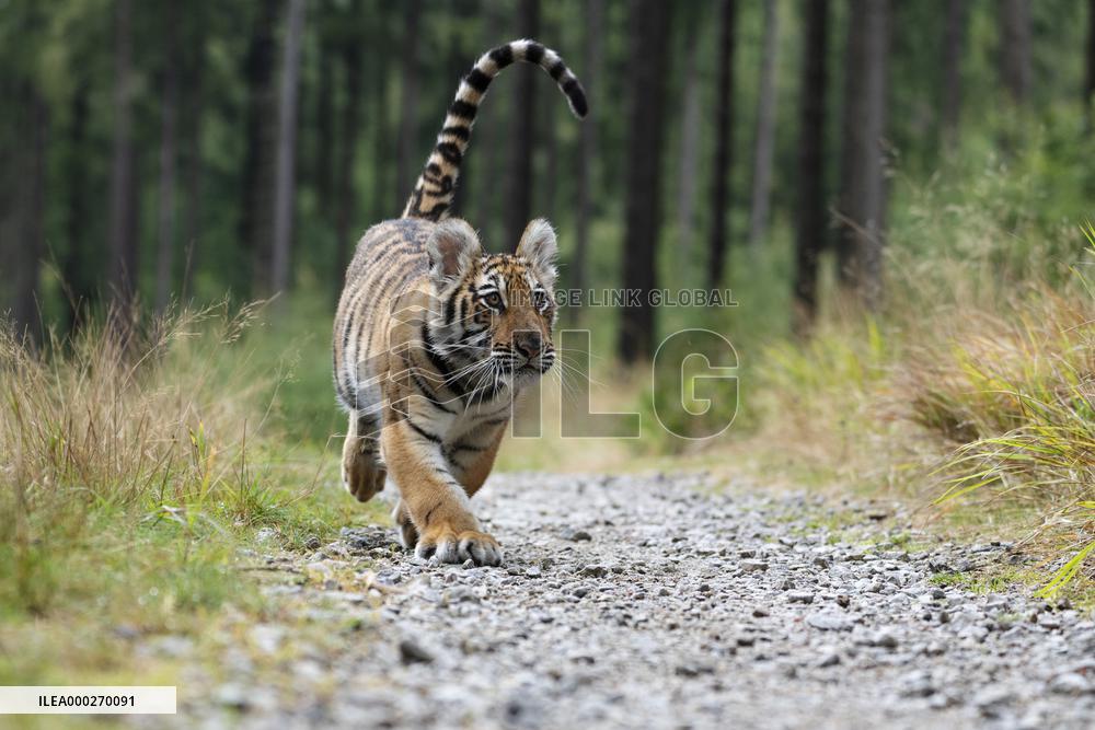 Siberian tiger (Panthera tigris altaica), young, cub