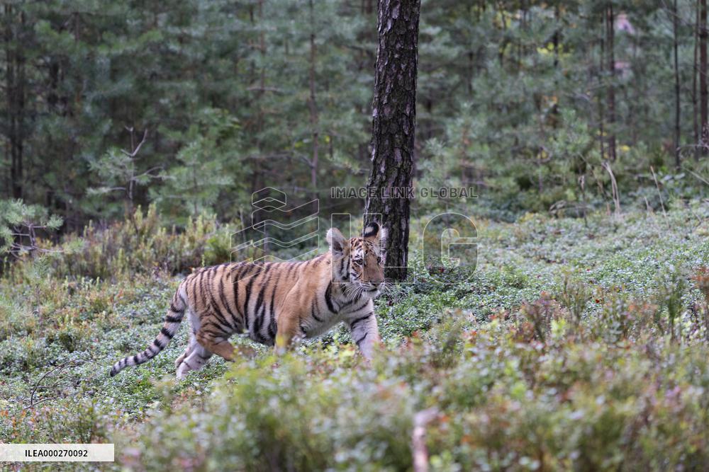 Siberian tiger (Panthera tigris altaica), young, cub