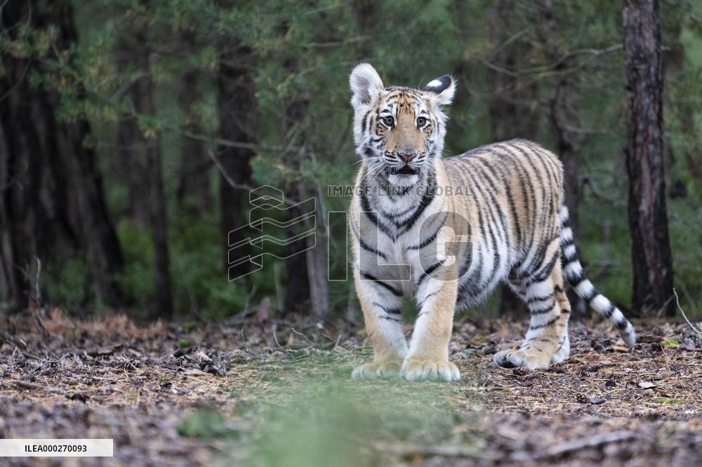 Siberian tiger (Panthera tigris altaica), young, cub