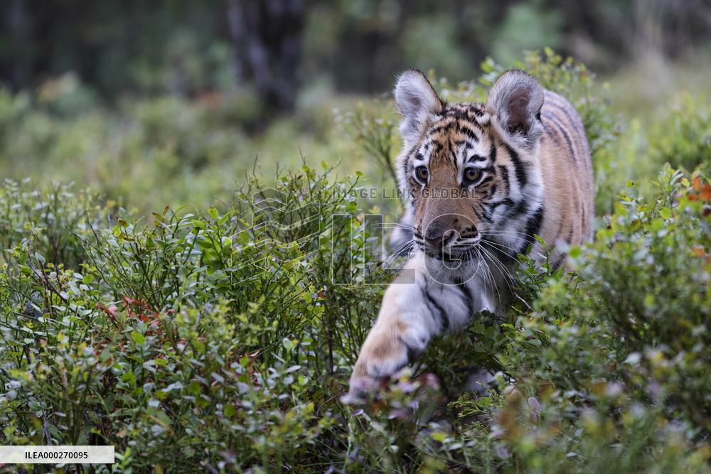 Siberian tiger (Panthera tigris altaica), young, cub