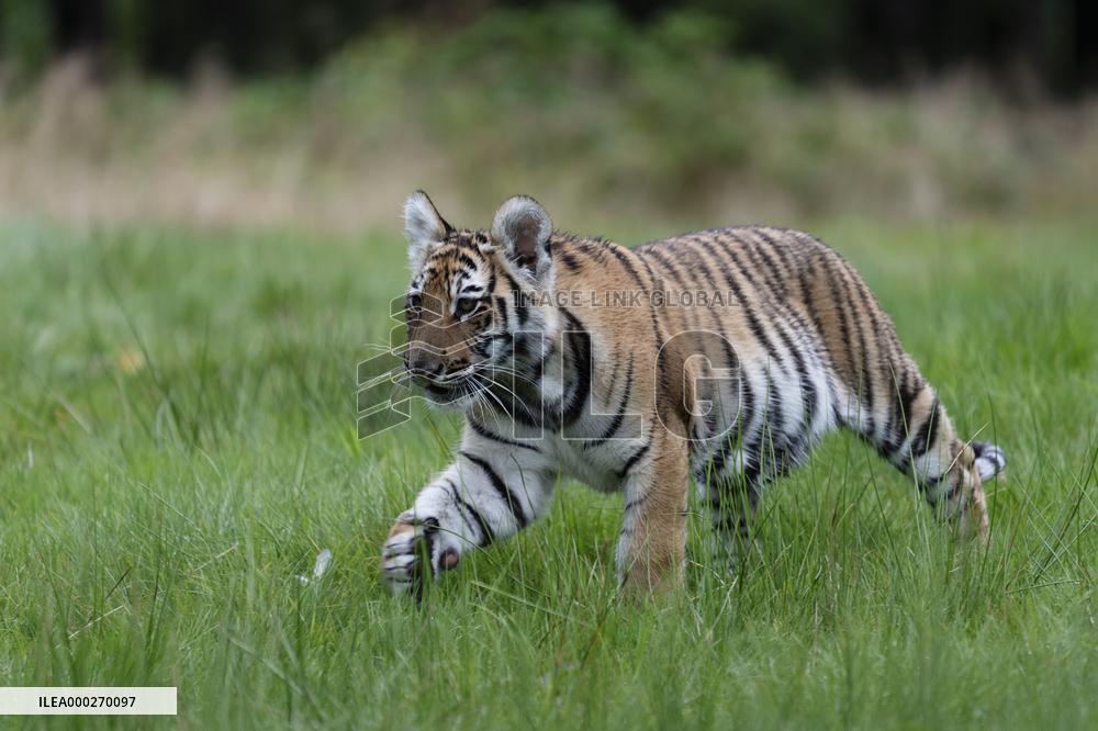 Siberian tiger (Panthera tigris altaica), young, cub