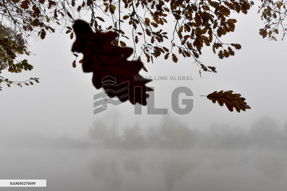 falling leaves, autumn, Elbe River, fog