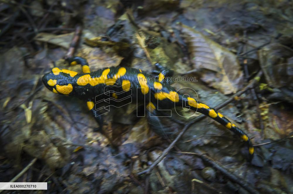 Fire Salamander, Salamandra salamandra, Podyji National Park, Thayatal