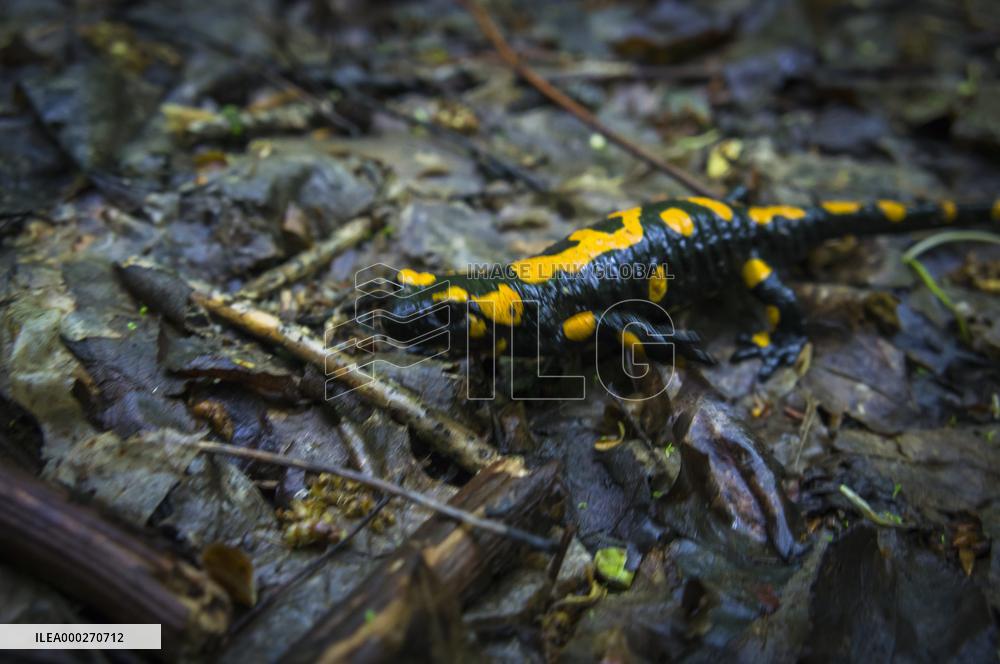 Fire Salamander, Salamandra salamandra, Podyji National Park, Thayatal