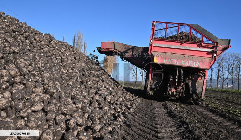 sugar beet (Beta vulgaris), harvest