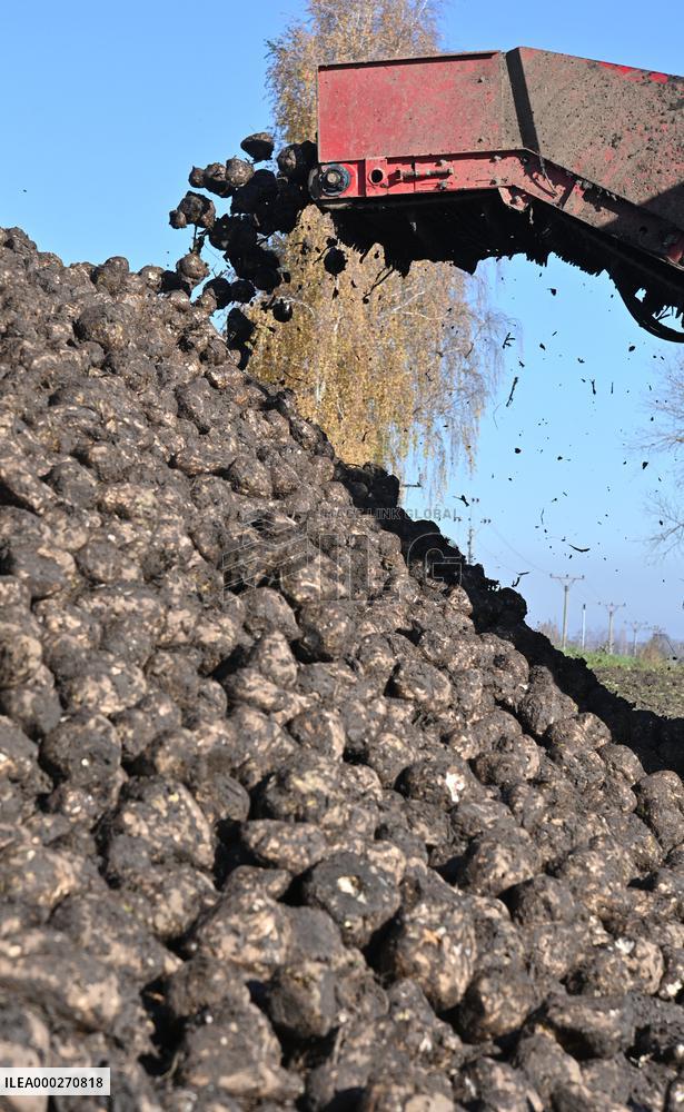 sugar beet (Beta vulgaris), harvest