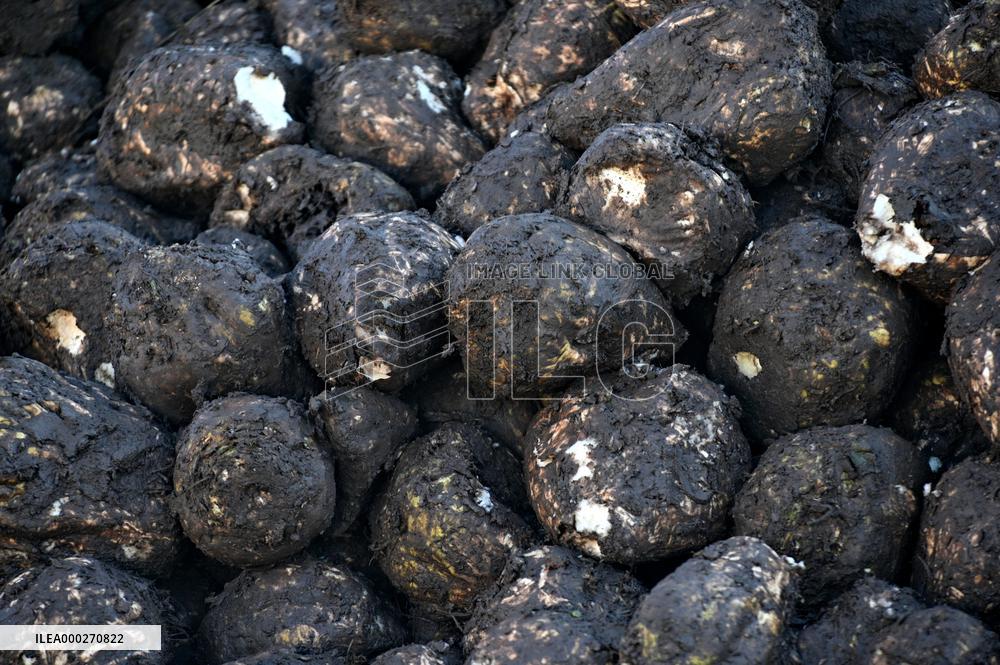 sugar beet (Beta vulgaris), harvest
