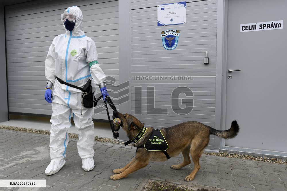 Dogs, dog, trained to detect COVID-19 infected