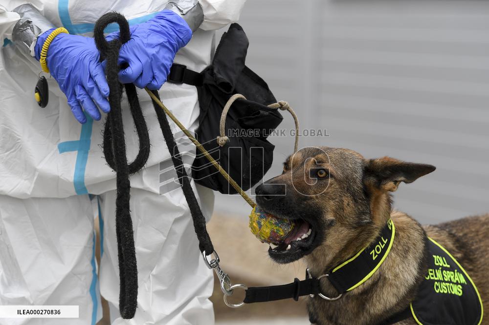 Dogs, dog, trained to detect COVID-19 infected