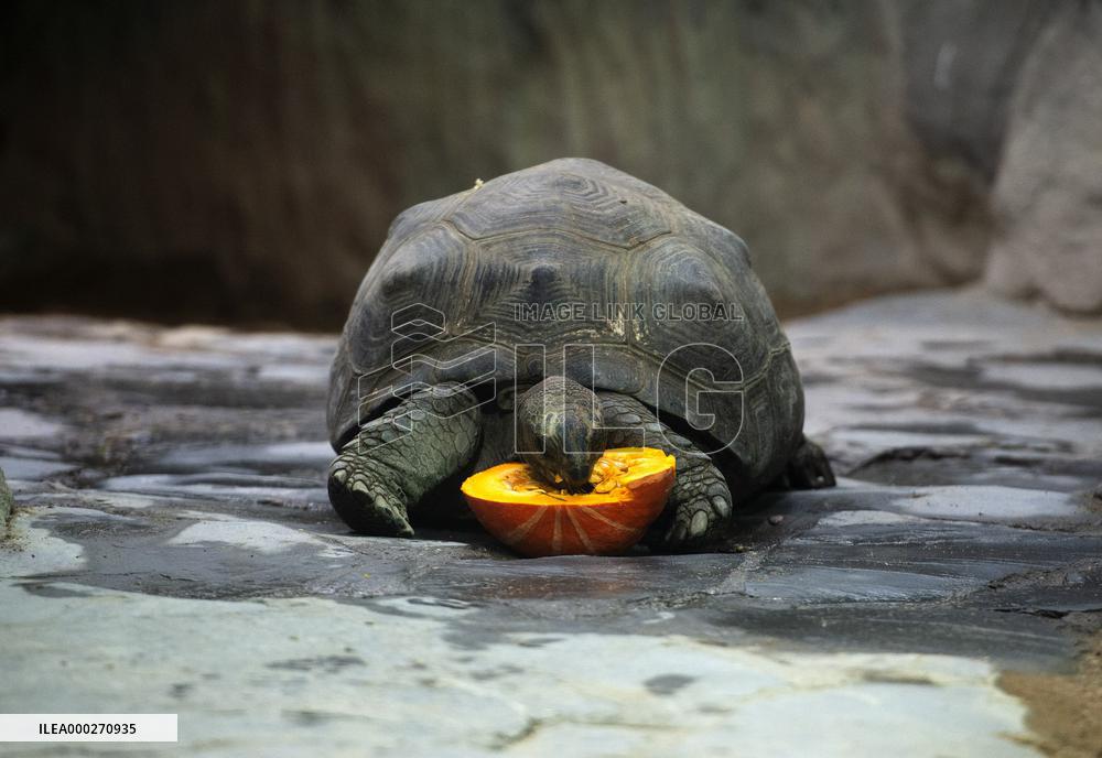 Aldabra giant tortoise (Aldabrachelys gigantea)