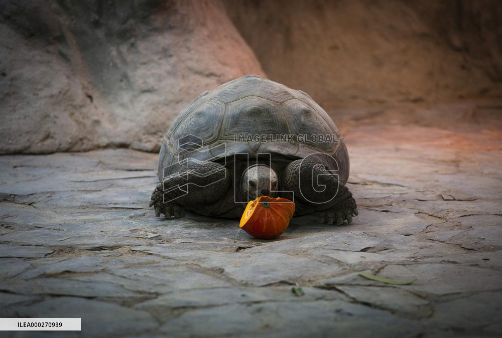 Aldabra giant tortoise (Aldabrachelys gigantea)