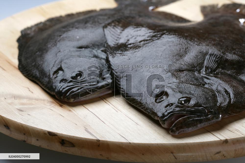 European plaice, flatfish, fish