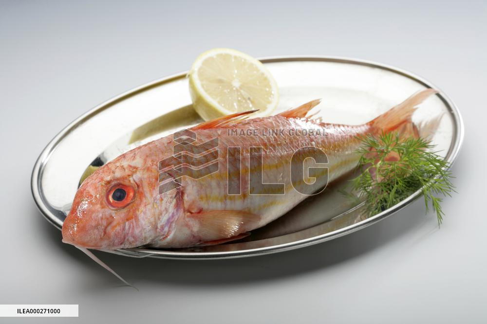Mullus barbatus (red mullet), fish